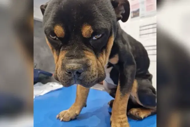 Jugeant les maltraitances animales à Essuiles : une décision qui apporte du soulagement