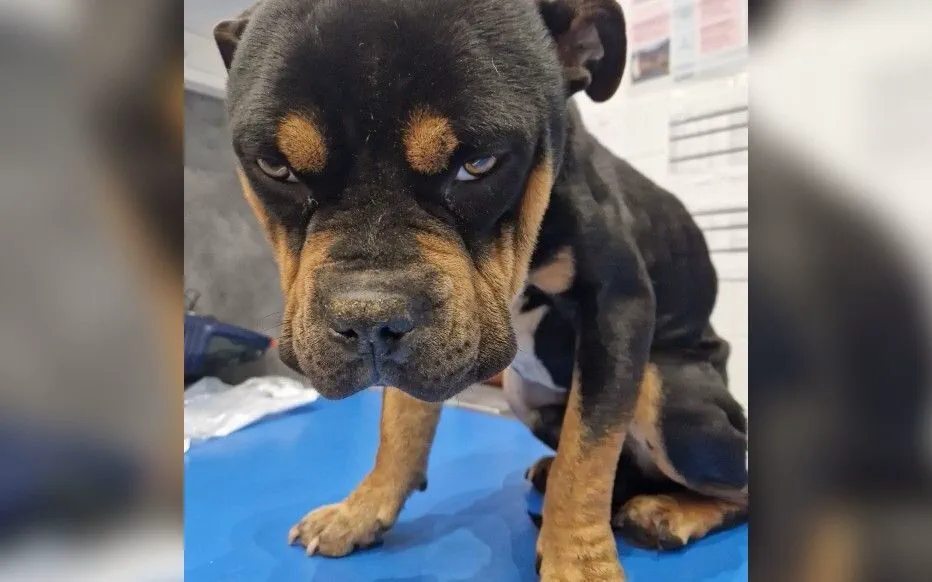 Jugeant les maltraitances animales à Essuiles : une décision qui apporte du soulagement