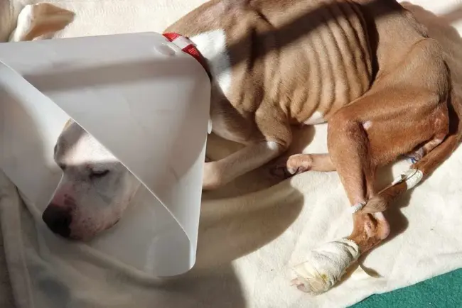 La chienne mal traitée, Saïna, trouve un refuge et une seconde chance