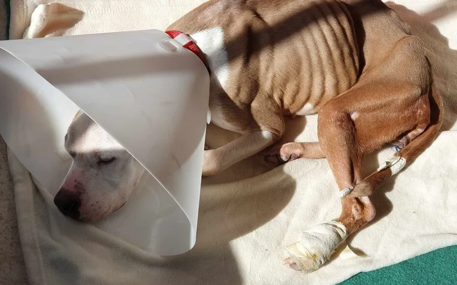 La chienne mal traitée, Saïna, trouve un refuge et une seconde chance