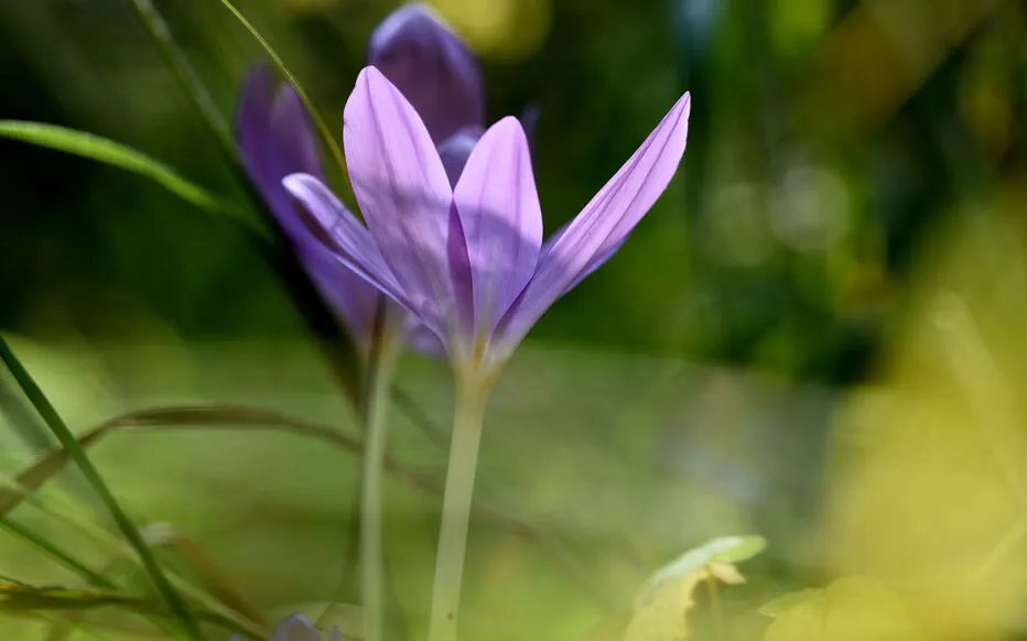 La cueillette de plantes sauvages : un plaisir à gérer avec soin
