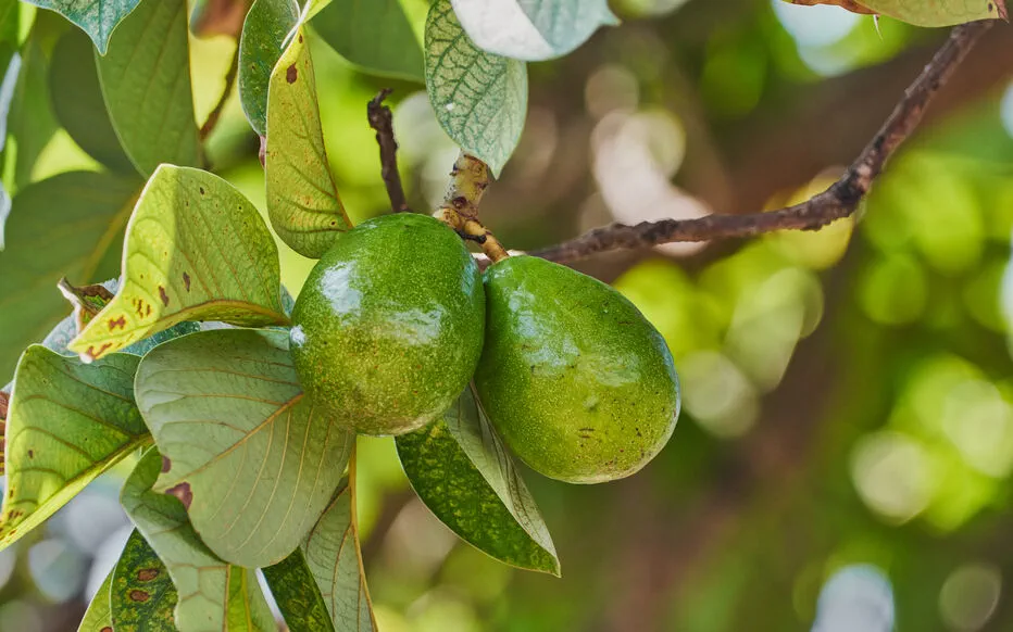 L'avocatier, un fruit tropical à cultiver dans le sud de la France