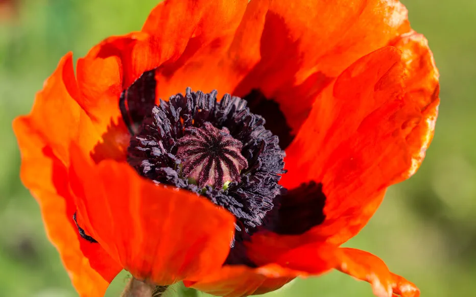 Le charme envoûtant du Papaver orientale