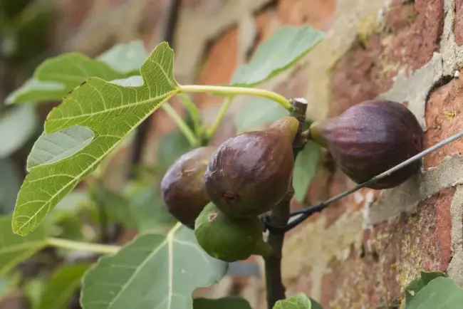 Le Figuiers : Des Arbres Imposants du Midi