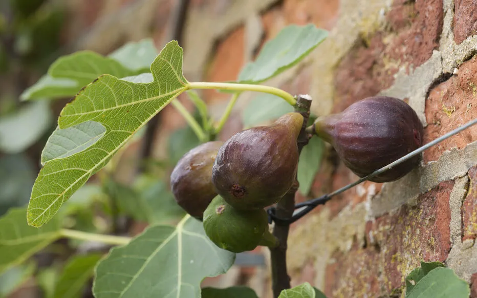 Le Figuiers : Des Arbres Imposants du Midi