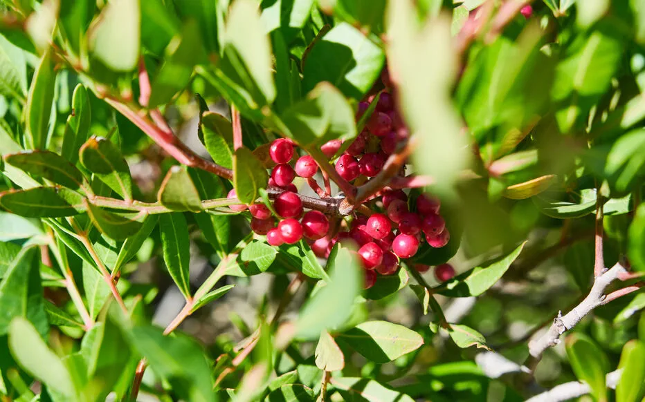 Le pistachier lentisque : un remède méditerranéen