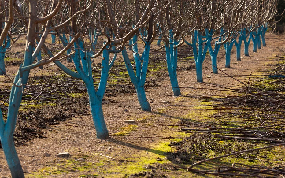 Les amandiers face à des menaces végétales : flétrissement des fleurs et taches grises