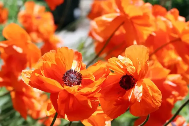 Les différents types de pavots : annuels ou vivaces ?