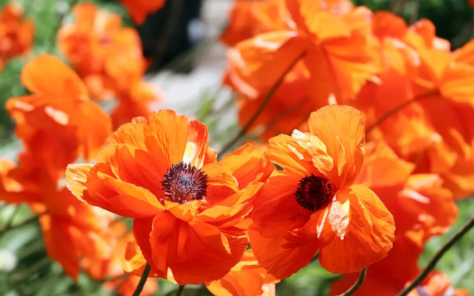 Les différents types de pavots : annuels ou vivaces ?