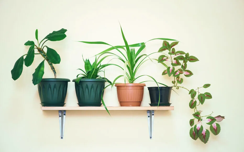 Les étagères pour plantes : créer une oasis urbaine