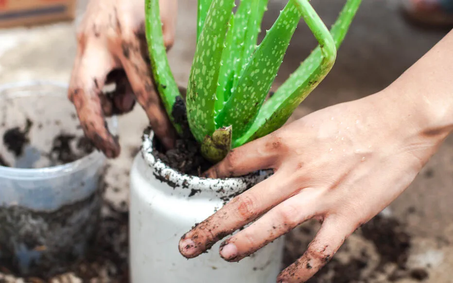 Les pièces de cuivre, secret des jardiniers pour un jardin sain