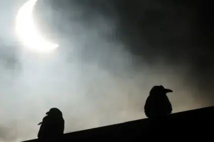 Les secrets des oiseaux révélés par une éclipse : La Haikubox, un outil révolutionnaire