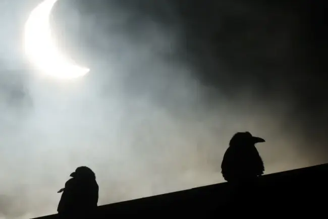 Les secrets des oiseaux révélés par une éclipse : La Haikubox, un outil révolutionnaire