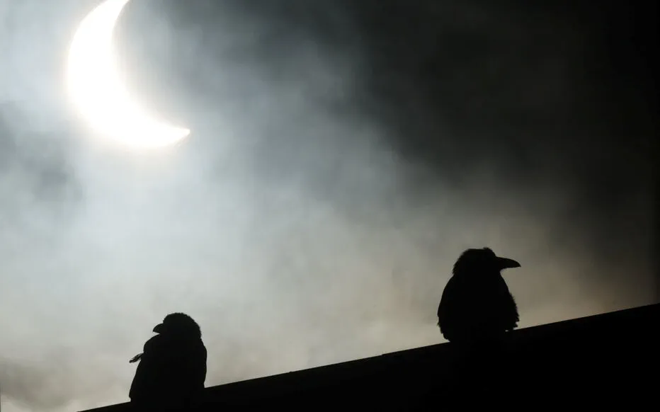 Les secrets des oiseaux révélés par une éclipse : La Haikubox, un outil révolutionnaire