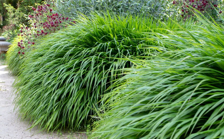 L'herbe d'Hakone : un spectacle unique dans les paysages du Japon