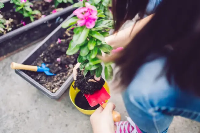 L'outil polyvalent : le transplantoir, allié des jardiniers