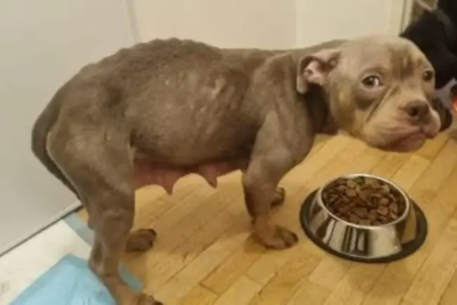 Maltraitance animale à Antony : la vigilance du voisinage sauve des chiens affamés