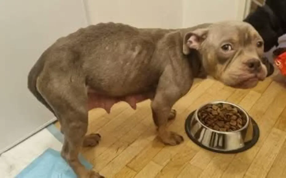 Maltraitance animale à Antony : la vigilance du voisinage sauve des chiens affamés