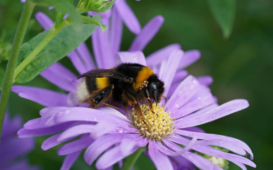 Promouvoir la biodiversité dans votre jardin et sur votre balcon