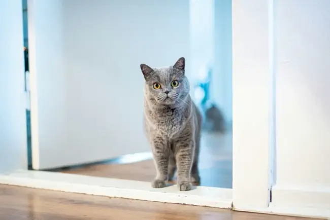 Santévet : une assurance complète pour votre chat