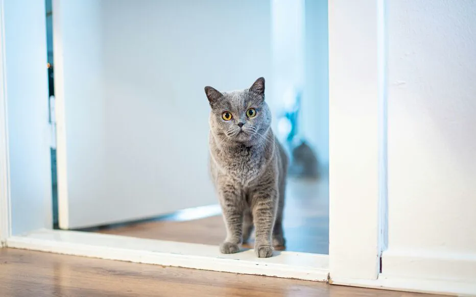 Santévet : une assurance complète pour votre chat