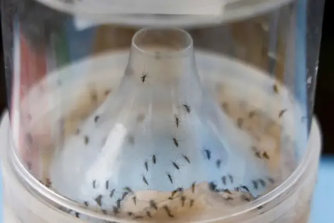 Un bébé décédé des suites du chikungunya à La Réunion