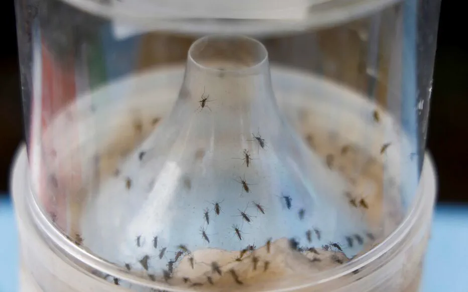 Un bébé décédé des suites du chikungunya à La Réunion