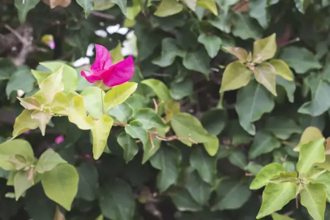 Comment faire pousser un bougainvillea : les secrets d'une floraison spectaculaire