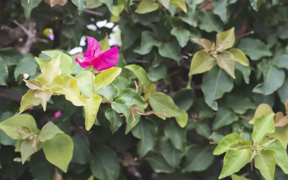 Comment faire pousser un bougainvillea : les secrets d'une floraison spectaculaire
