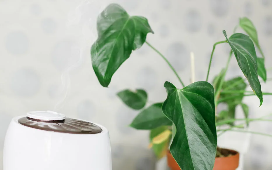 Comment garder vos plantes d'intérieur en bonne santé : l'importance de l'humidité