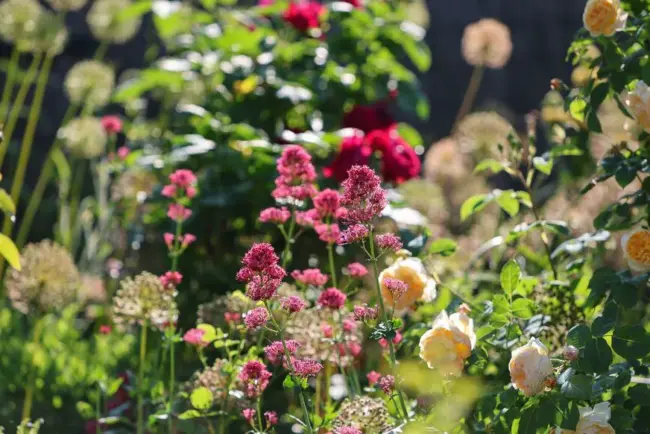 Jardin du futur : des plantes qui poussent toutes seules