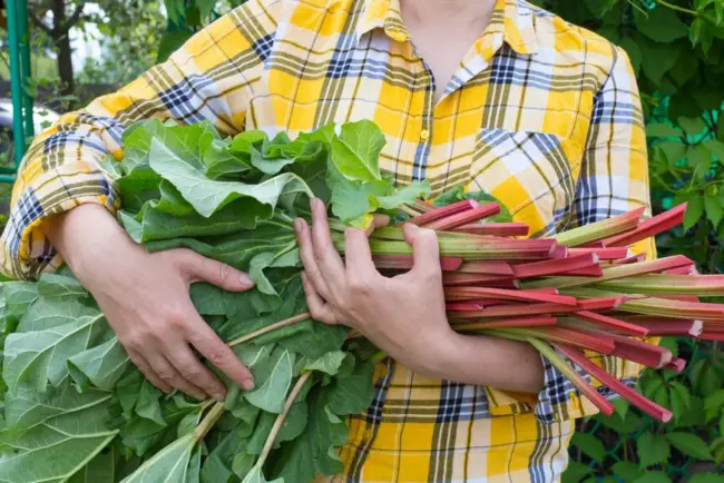 Réutiliser les feuilles de rhubarbe pour un jardin sain et prospère