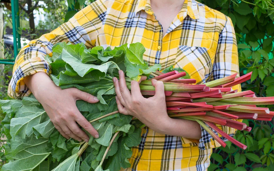 Réutiliser les feuilles de rhubarbe pour un jardin sain et prospère