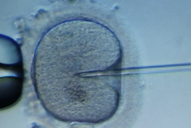 Choisir l'essence de son enfant : une nouvelle tendance américaine ?