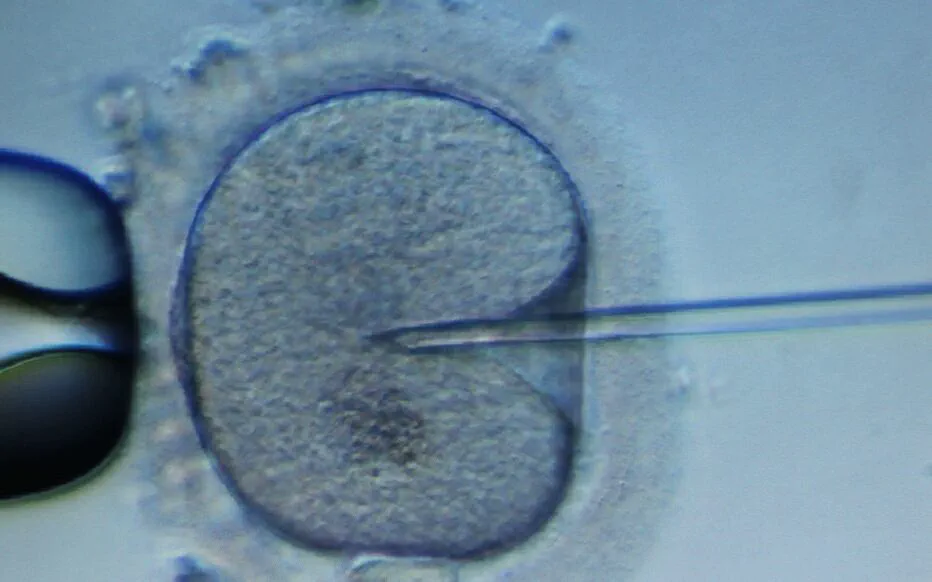 Choisir l'essence de son enfant : une nouvelle tendance américaine ?