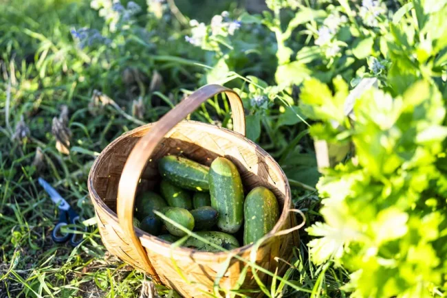 Comment éviter que vos concombres prennent une saveur amère