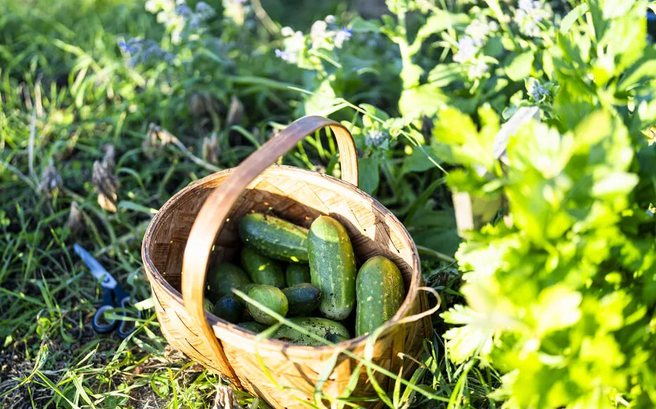 Comment éviter que vos concombres prennent une saveur amère