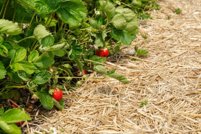 Conseils pour prendre soin de votre potager pendant vos vacances