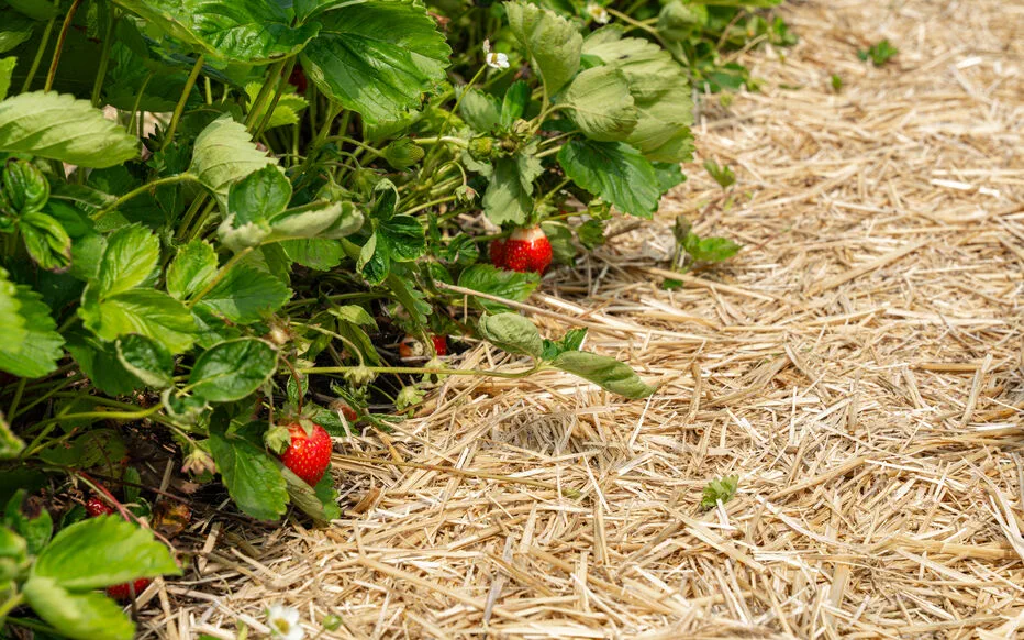 Conseils pour prendre soin de votre potager pendant vos vacances