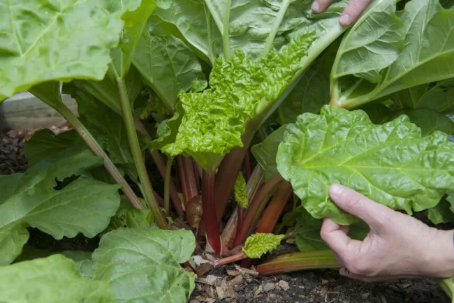 La rhubarbe, un rempart naturel efficace contre les pucerons