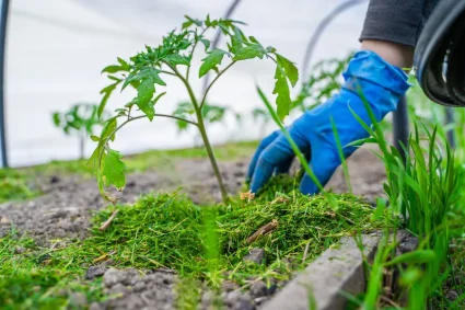 Les bienfaits du paillage naturel pour un jardin sain
