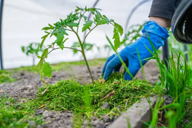 Les bienfaits du paillage naturel pour un jardin sain
