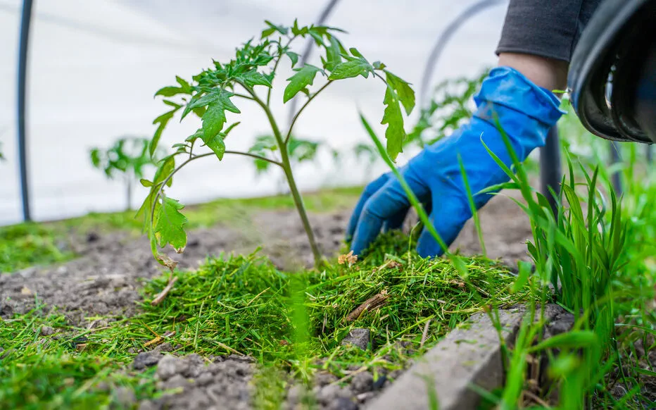 Les bienfaits du paillage naturel pour un jardin sain
