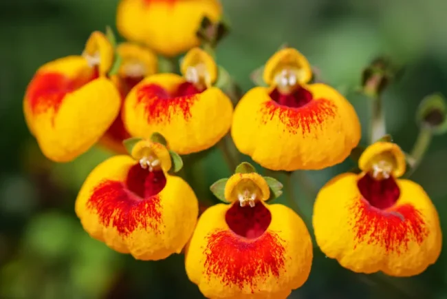 Les secrets d'entretien des fleurs de la calcéolaire