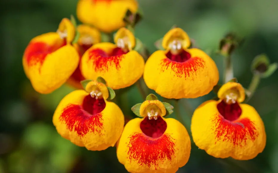 Les secrets d'entretien des fleurs de la calcéolaire