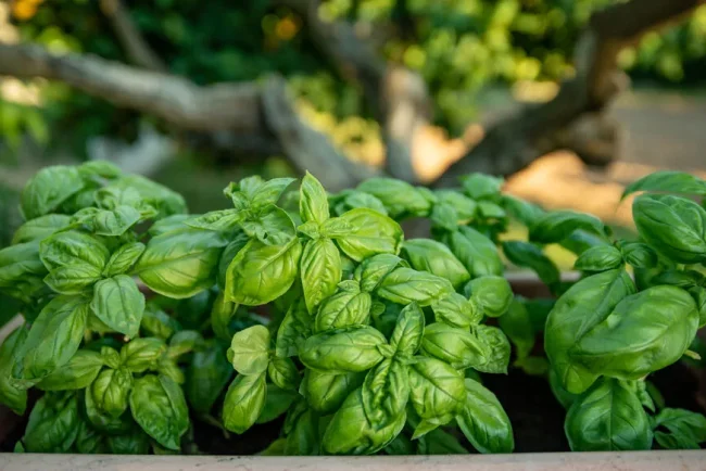 Les secrets écologiques des gestes des anciens pour un jardin sain