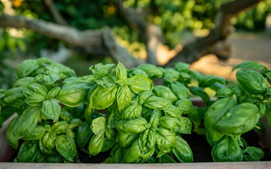 Les secrets écologiques des gestes des anciens pour un jardin sain