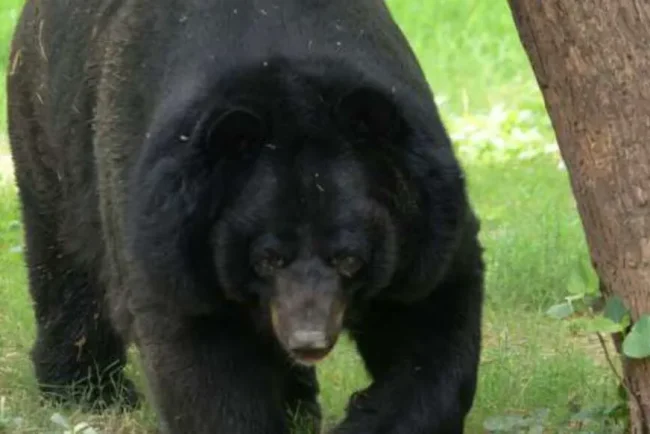 Panique à l'aéroport de Yamagata : un ours noir cause des perturbations