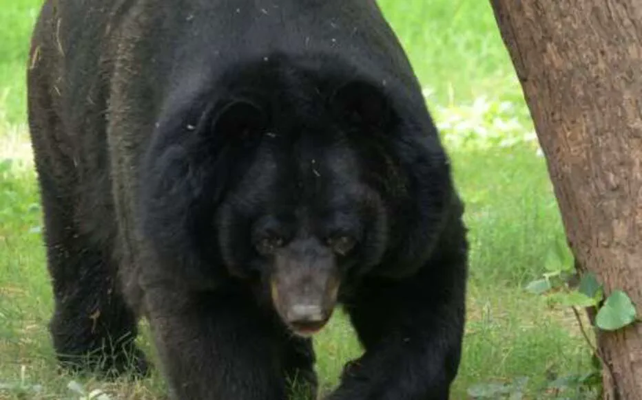Panique à l'aéroport de Yamagata : un ours noir cause des perturbations