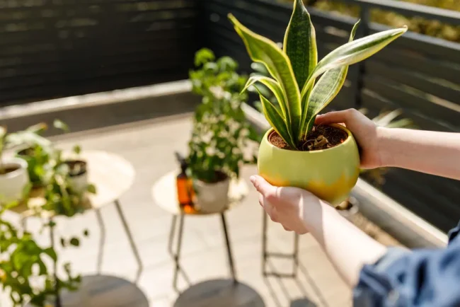 Préparez vos plantes d'intérieur à l'été : conseils pour un climat doux et stable